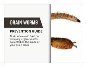 drain worms