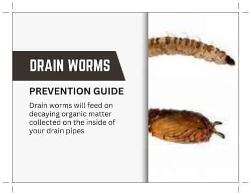 Drain Worms A Guide to Prevention and Treatment