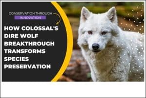 Conservation Through Innovation Dire Wolf Breakthrough Transforms Species Preservation